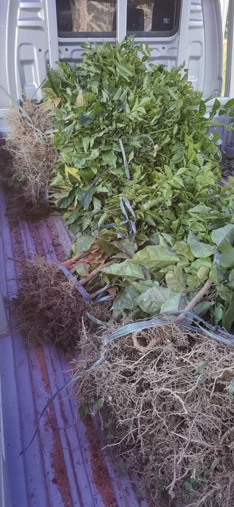 紫色黄皮苗黄皮苗紫黄皮苗黑黄皮苗黄皮树苗紫肉