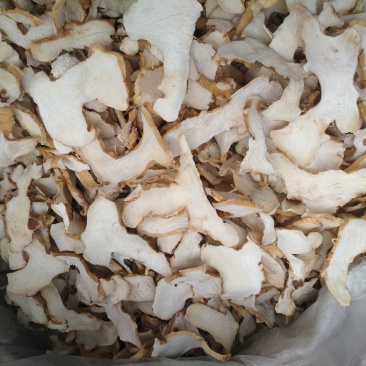 大量，长期出黄精干货，片，个头都有