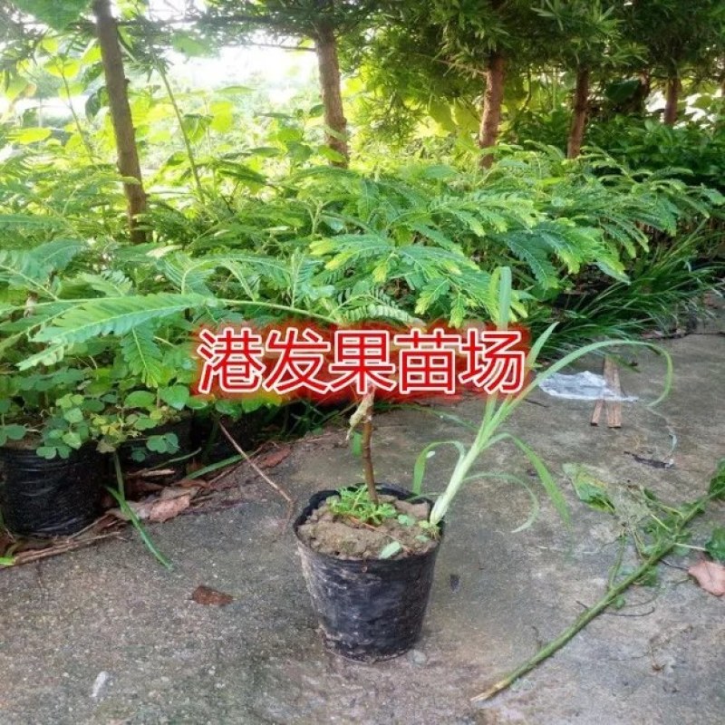 余甘果苗嫁接余甘果苗大玉牛甘果苗南北方种植果树苗带土包邮