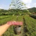 余甘果苗嫁接余甘果苗大玉牛甘果苗南北方种植果树苗带土包邮