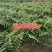 余甘果苗嫁接余甘果苗大玉牛甘果苗南北方种植果树苗带土包邮