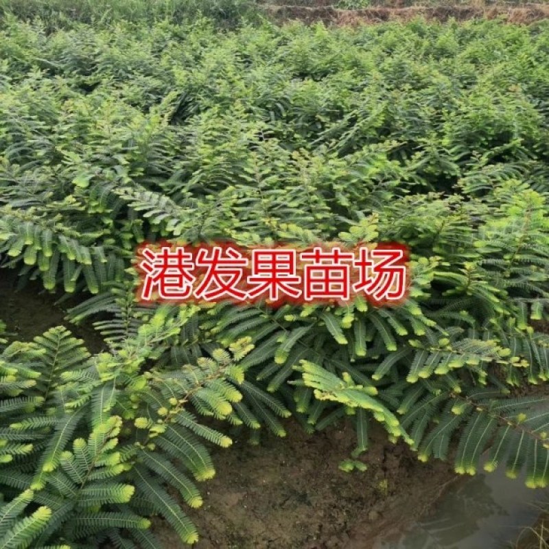 余甘果苗嫁接余甘果苗大玉牛甘果苗南北方种植果树苗带土包邮