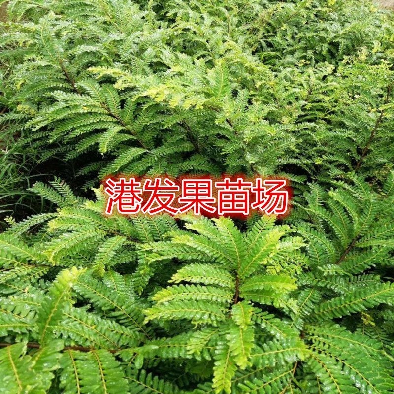 余甘果苗嫁接余甘果苗大玉牛甘果苗南北方种植果树苗带土包邮
