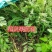 余甘果苗嫁接余甘果苗大玉牛甘果苗南北方种植果树苗带土包邮