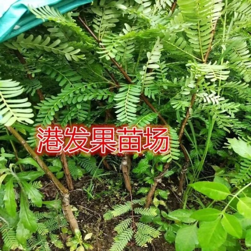 余甘果苗嫁接余甘果苗大玉牛甘果苗南北方种植果树苗带土包邮