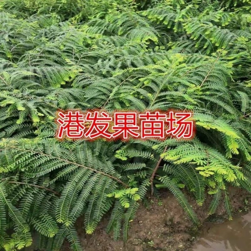 余甘果苗嫁接余甘果苗大玉牛甘果苗南北方种植果树苗带土包邮