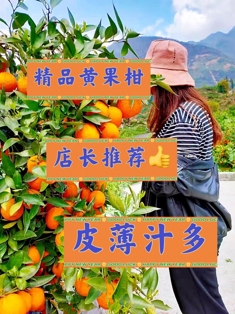 【优选黄果柑】四川汉源黄果柑代办、洗选打蜡一条龙服务