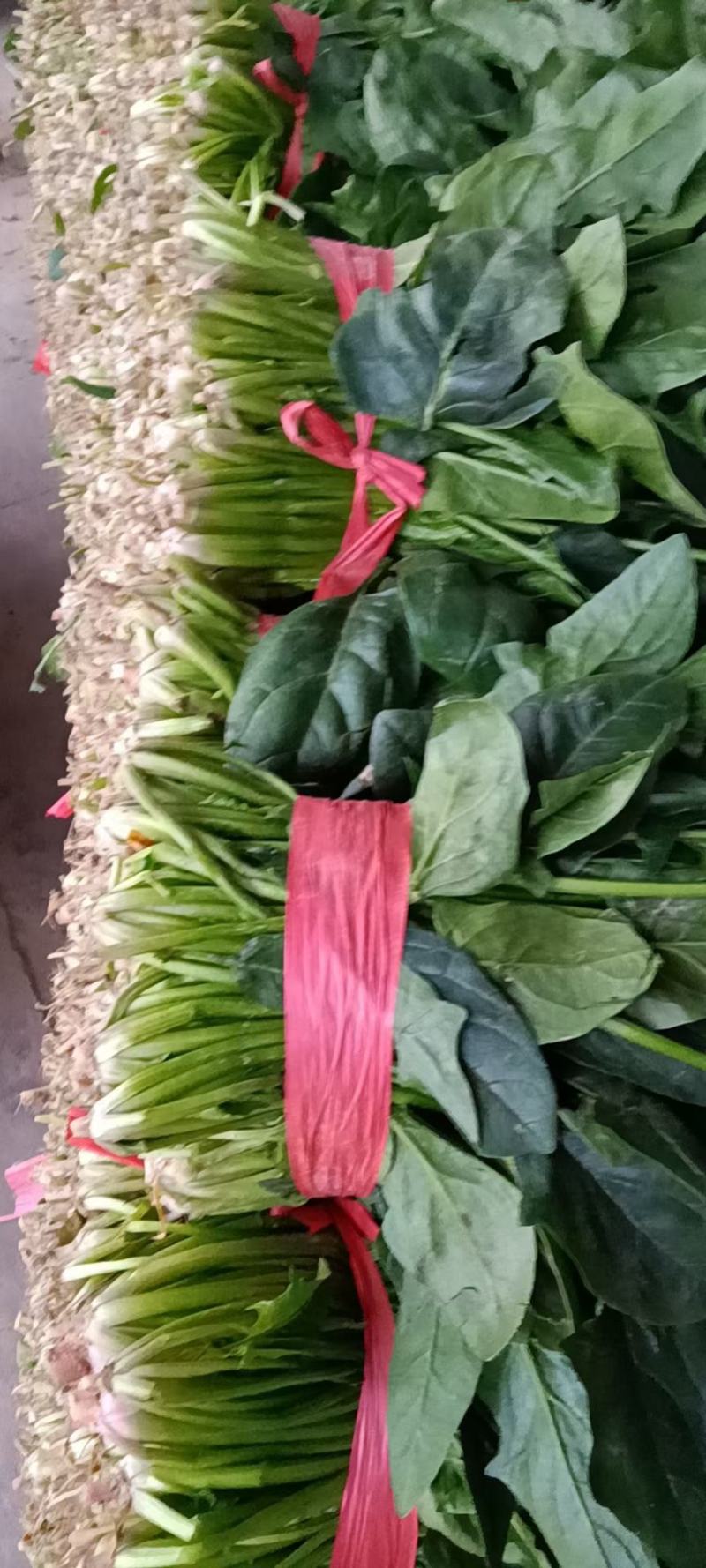菠菜大叶菠菜红根小叶脱水菠菜捆把单县徐寨箱装特价代办代发