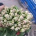 菠菜大叶菠菜红根小叶脱水菠菜捆把单县徐寨箱装特价代办代发