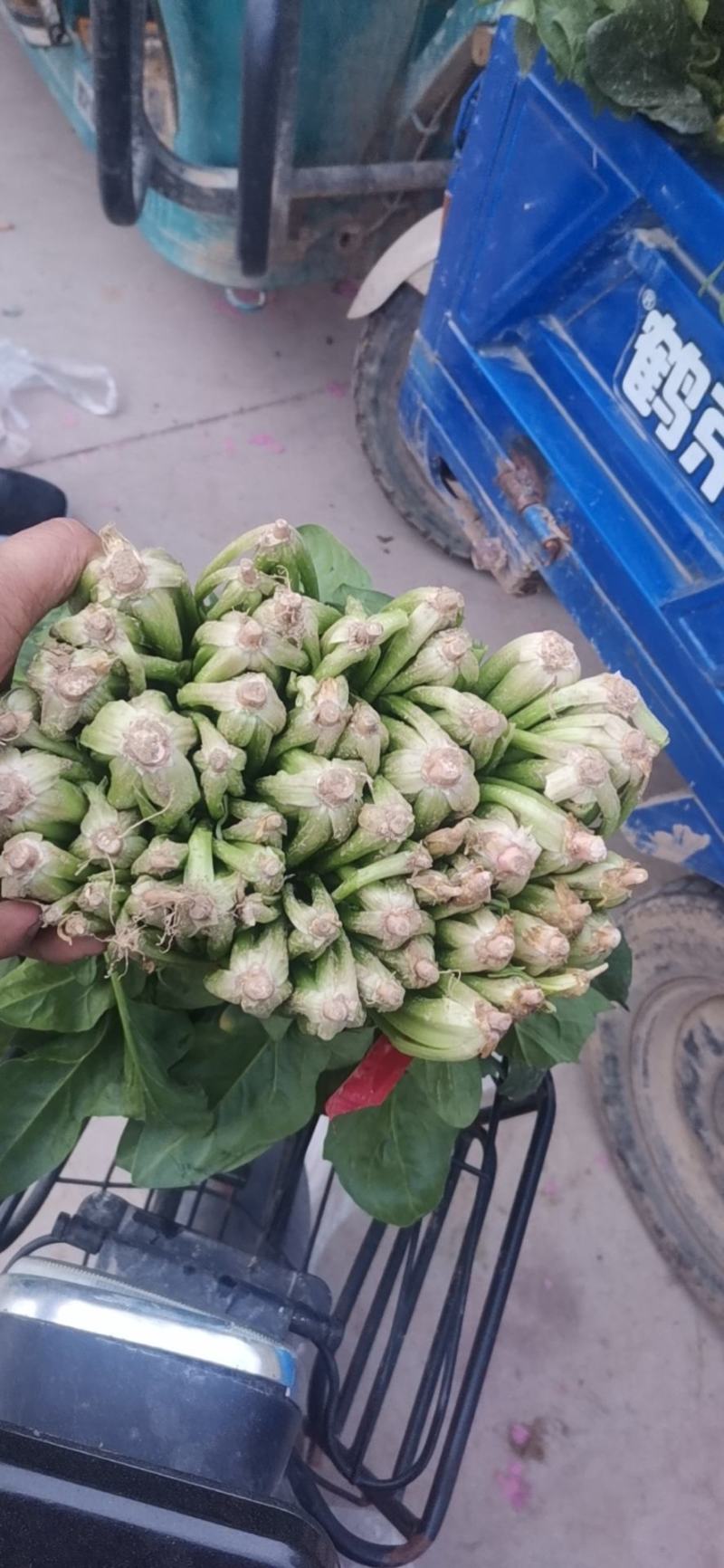 菠菜大叶菠菜红根小叶脱水菠菜捆把单县徐寨箱装特价代办代发