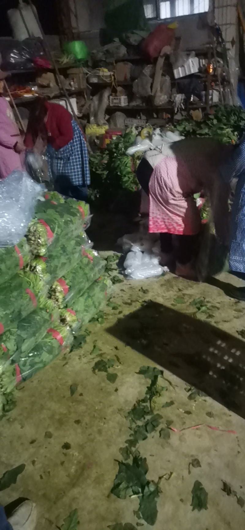 菠菜大叶菠菜红根小叶脱水菠菜捆把单县徐寨箱装特价代办代发