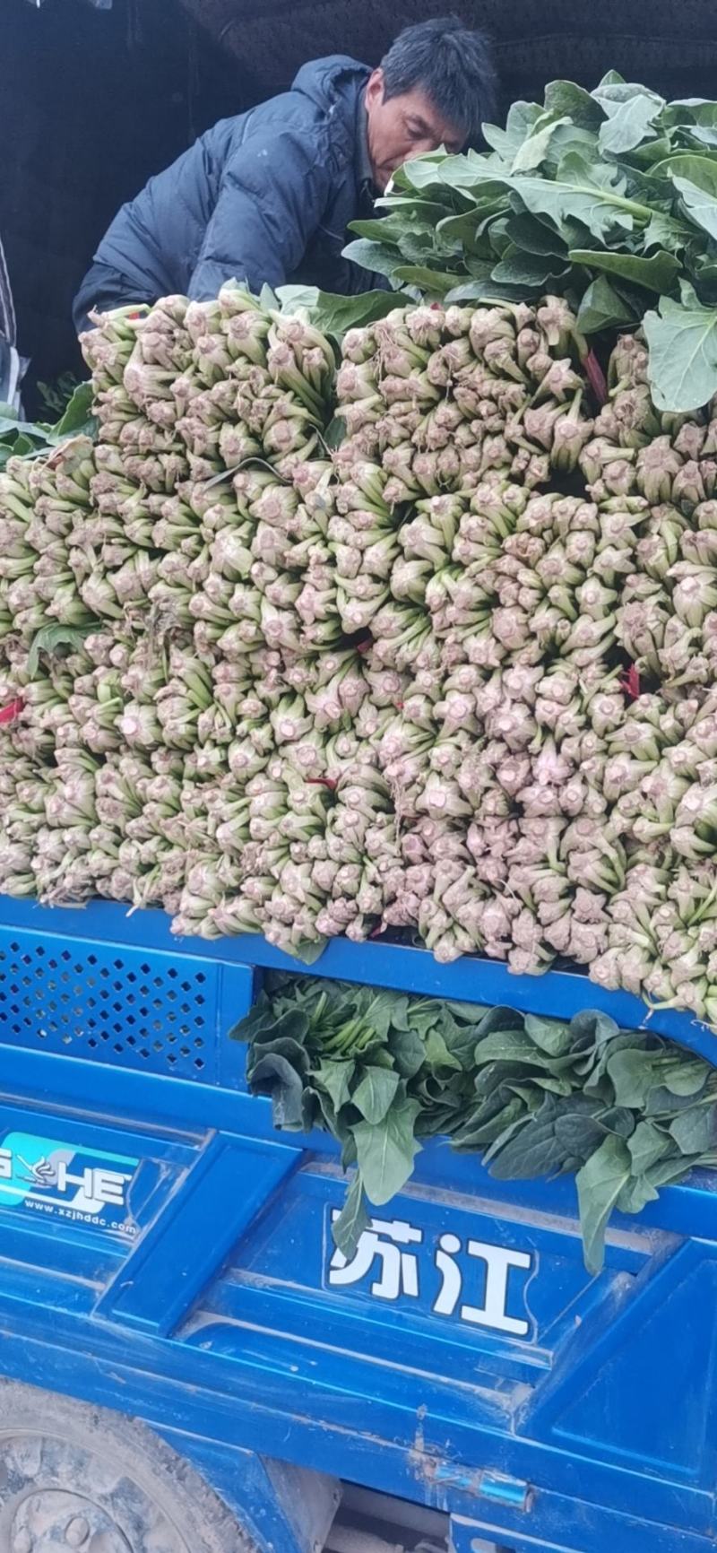 菠菜大叶菠菜红根小叶脱水菠菜捆把单县徐寨箱装特价代办代发