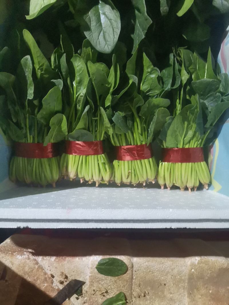 菠菜大叶菠菜红根小叶脱水菠菜捆把单县徐寨箱装特价代办代发