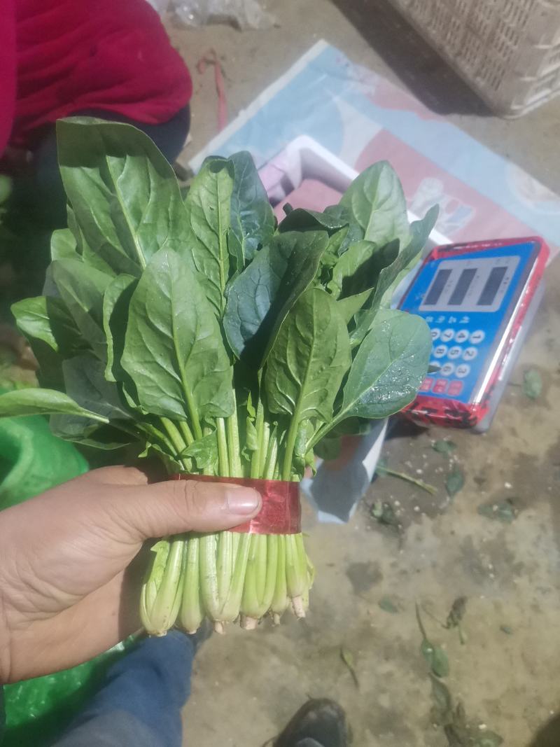 菠菜大叶菠菜红根小叶脱水菠菜捆把单县徐寨箱装特价代办代发