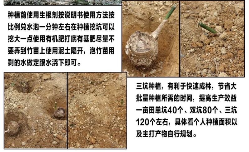 麻竹苗台湾甜竹麻竹苗