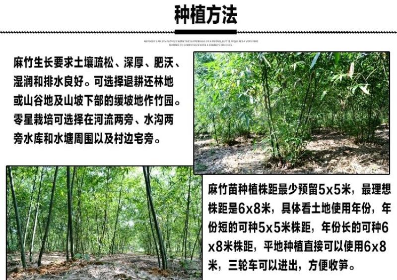 麻竹苗台湾甜竹麻竹苗