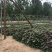 脱毒红薯苗龙九苗西瓜红苗地瓜苗山芋苗红薯苗