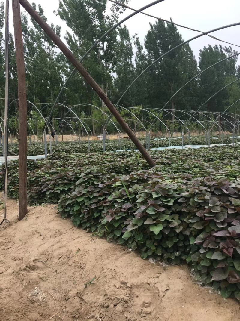 脱毒红薯苗龙九苗西瓜红苗地瓜苗山芋苗红薯苗