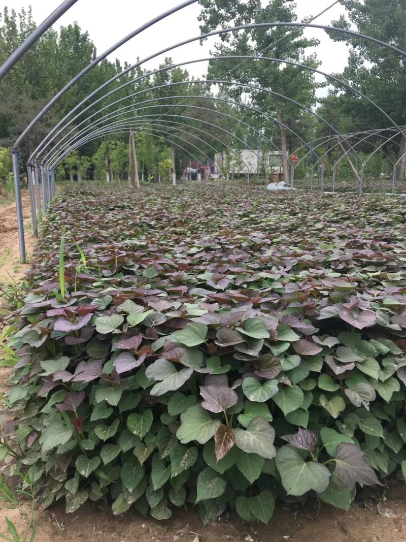脱毒红薯苗龙九苗西瓜红苗地瓜苗山芋苗红薯苗