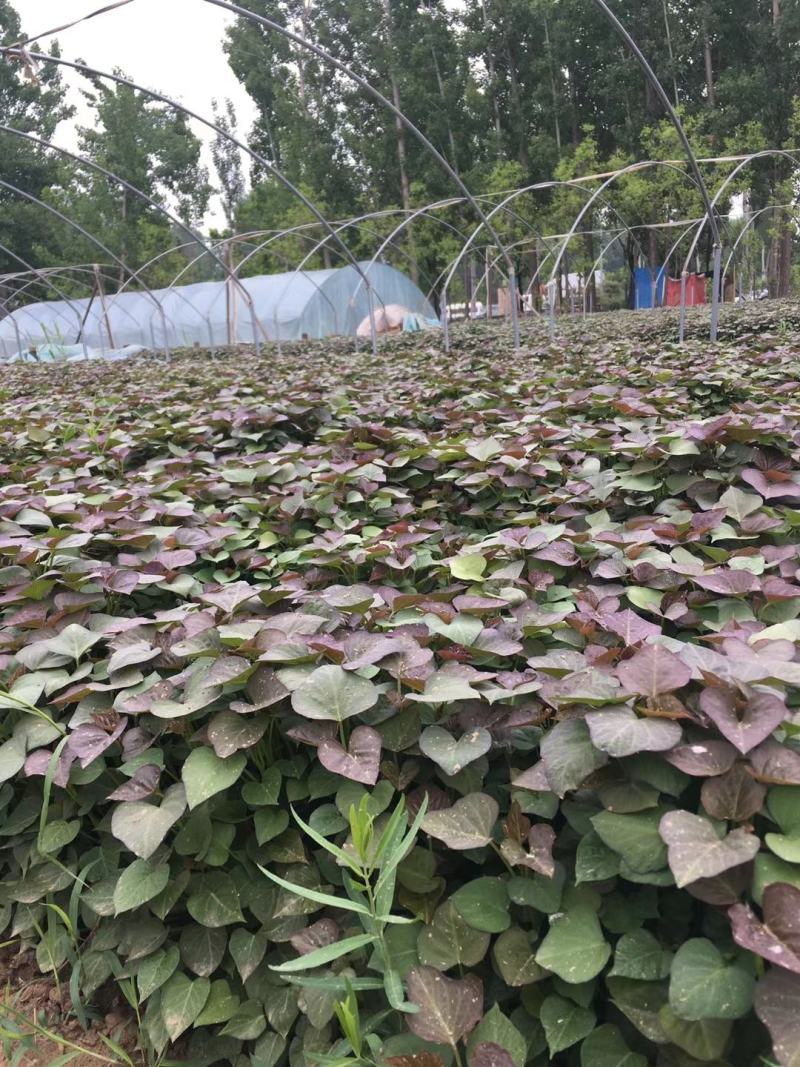 脱毒红薯苗龙九苗西瓜红苗地瓜苗山芋苗红薯苗