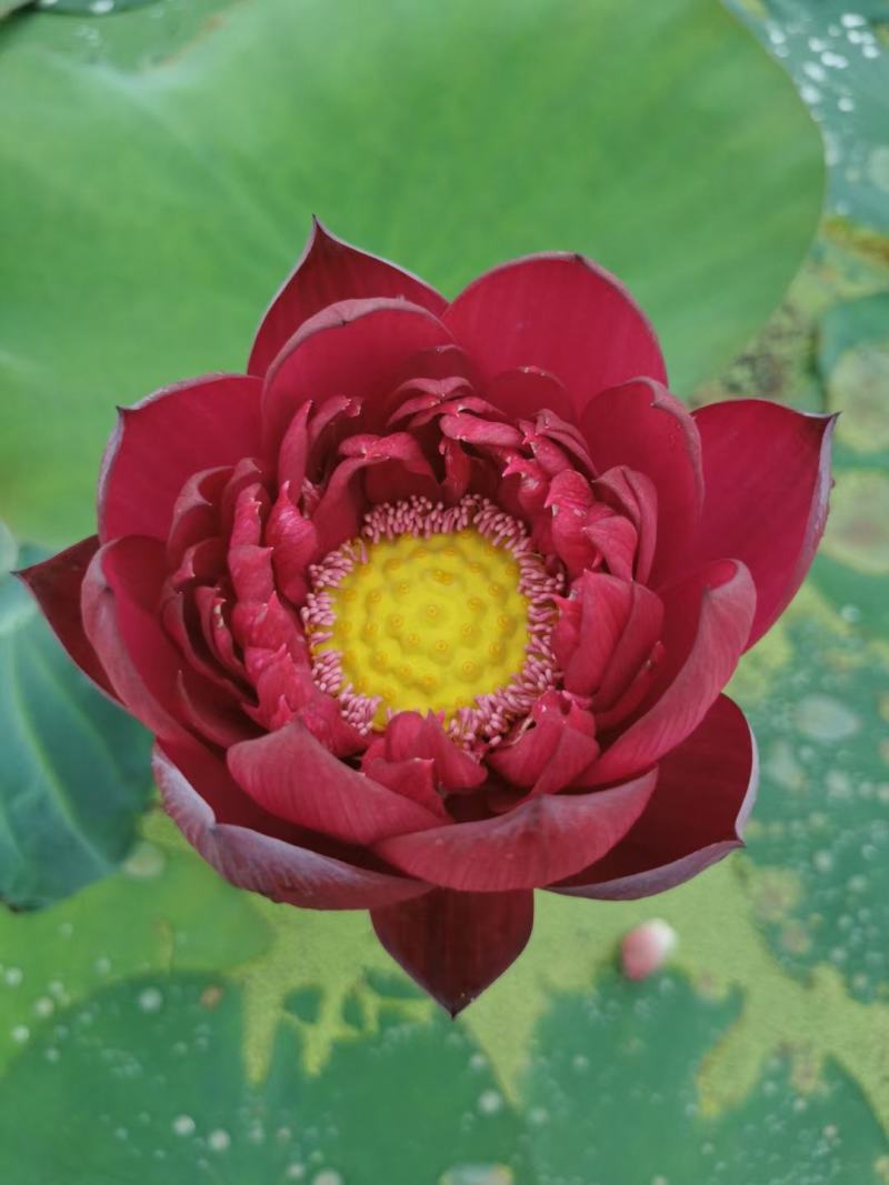 白洋淀野生芦苇苗千屈菜再力花黄菖蒲美人蕉荇菜小茨藻荷花苗