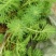 白洋淀野生芦苇苗千屈菜再力花黄菖蒲美人蕉荇菜小茨藻荷花苗