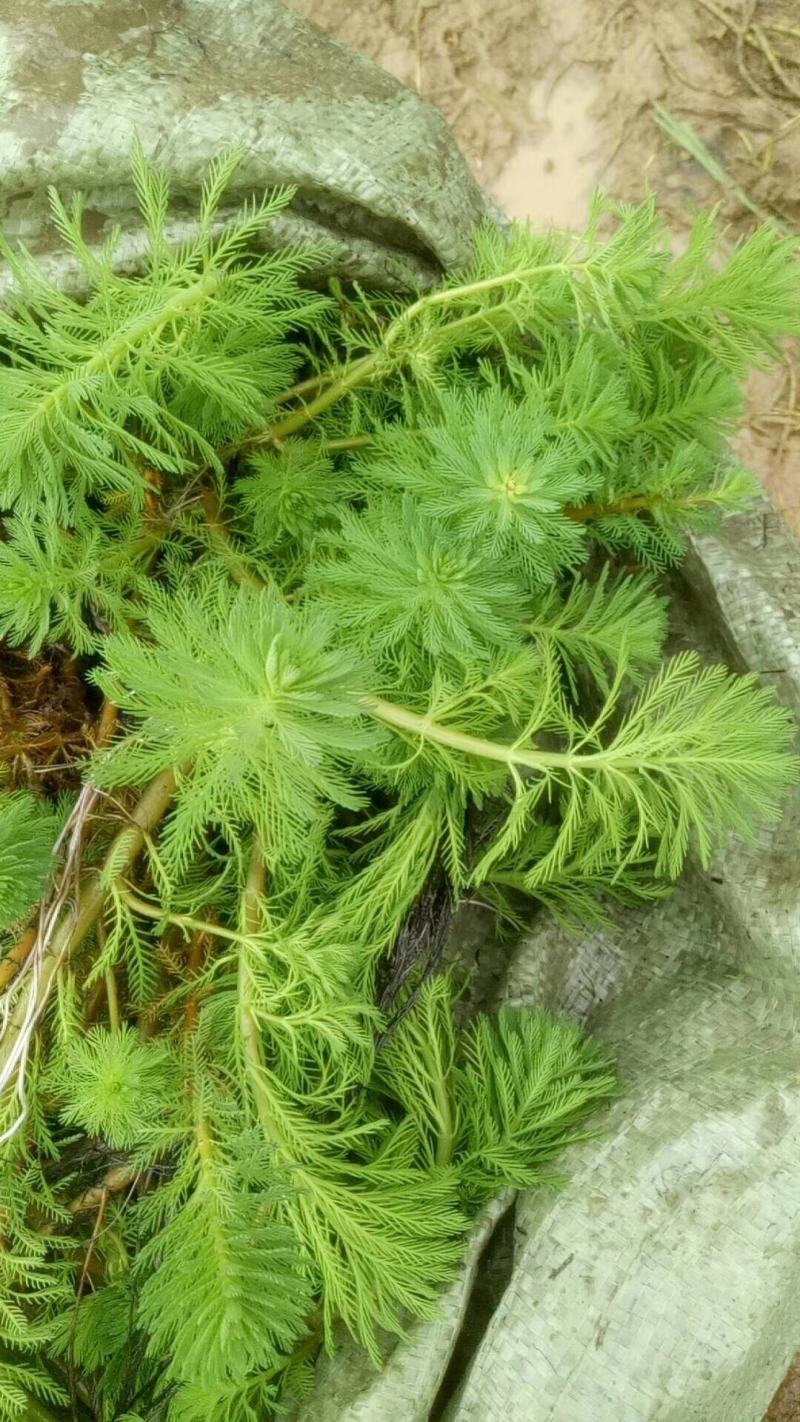 白洋淀野生芦苇苗千屈菜再力花黄菖蒲美人蕉荇菜小茨藻荷花苗