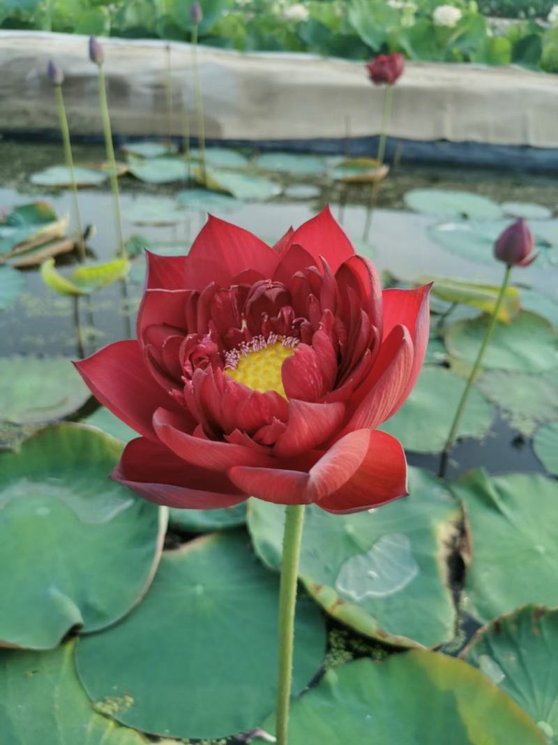 白洋淀野生芦苇苗千屈菜再力花黄菖蒲美人蕉荇菜小茨藻荷花苗