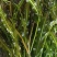 白洋淀野生芦苇苗千屈菜再力花黄菖蒲美人蕉荇菜小茨藻荷花苗