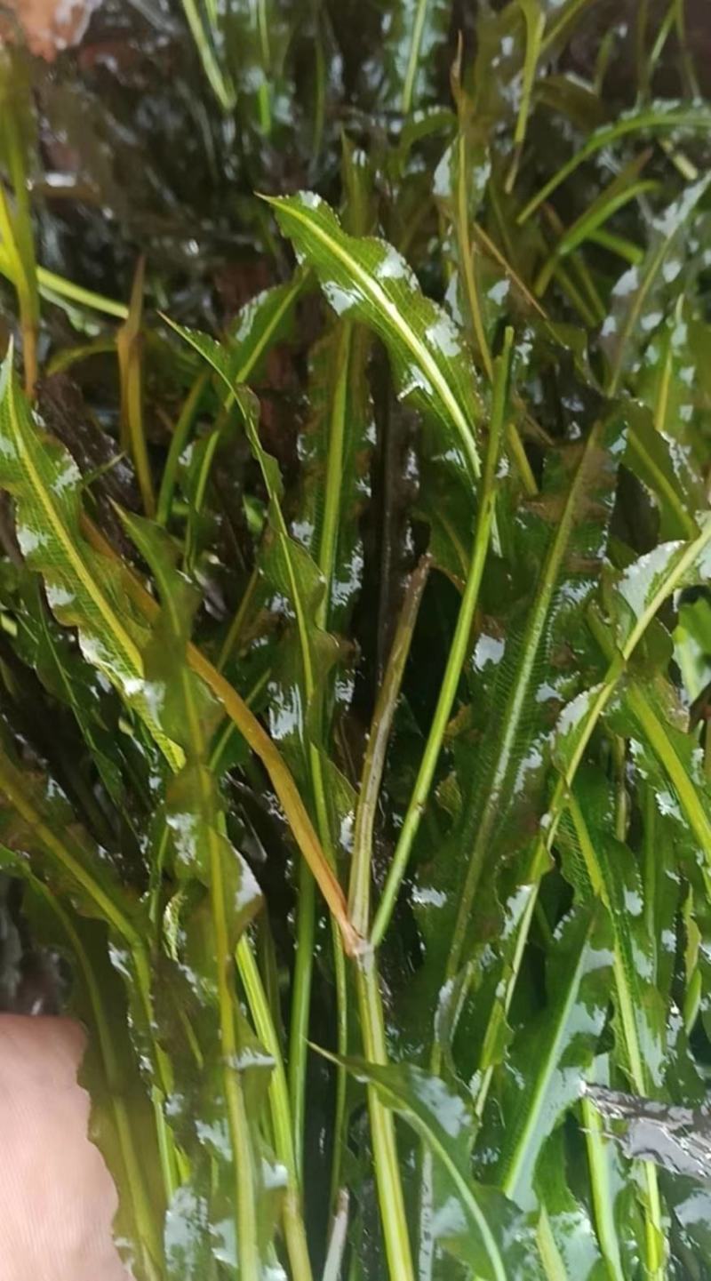 白洋淀野生芦苇苗千屈菜再力花黄菖蒲美人蕉荇菜小茨藻荷花苗