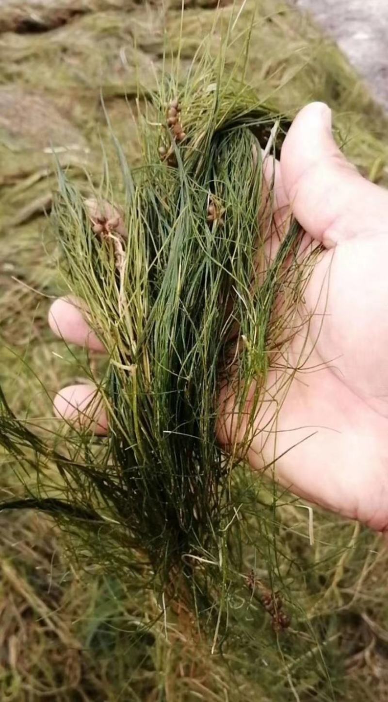 白洋淀野生芦苇苗千屈菜再力花黄菖蒲美人蕉荇菜小茨藻荷花苗