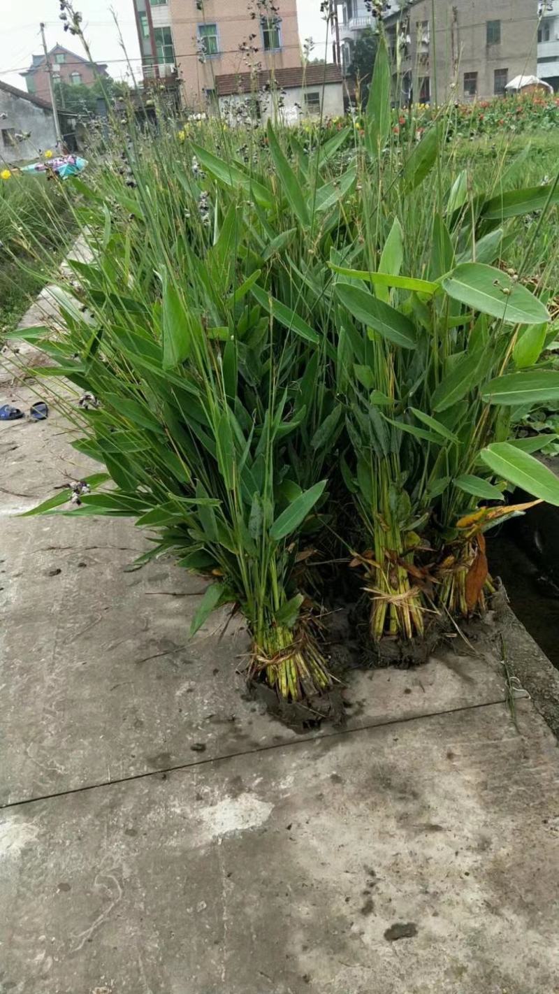 芦苇苗荷花苗睡莲苗香蒲红花酢浆草西伯利亚鸢尾