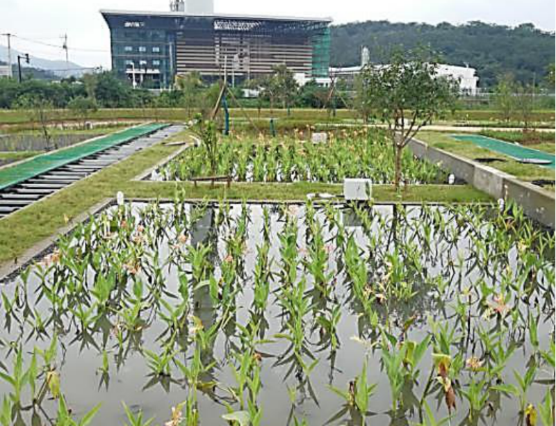 芦苇苗荷花苗睡莲苗香蒲红花酢浆草西伯利亚鸢尾