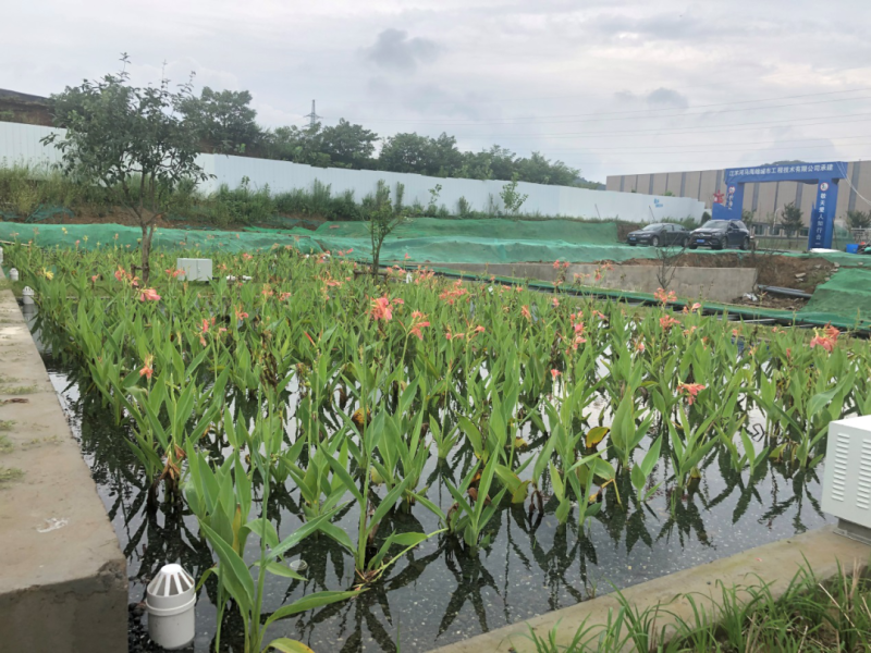 芦苇苗荷花苗睡莲苗香蒲红花酢浆草西伯利亚鸢尾