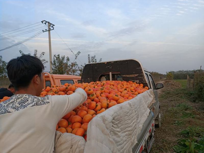 陕西扶风县正品阳丰甜柿苗培育基地2-3年阳丰甜柿苗