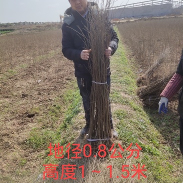 当年生红榉苗，根系发达，杆径粗壮，成活率高，货源充足！