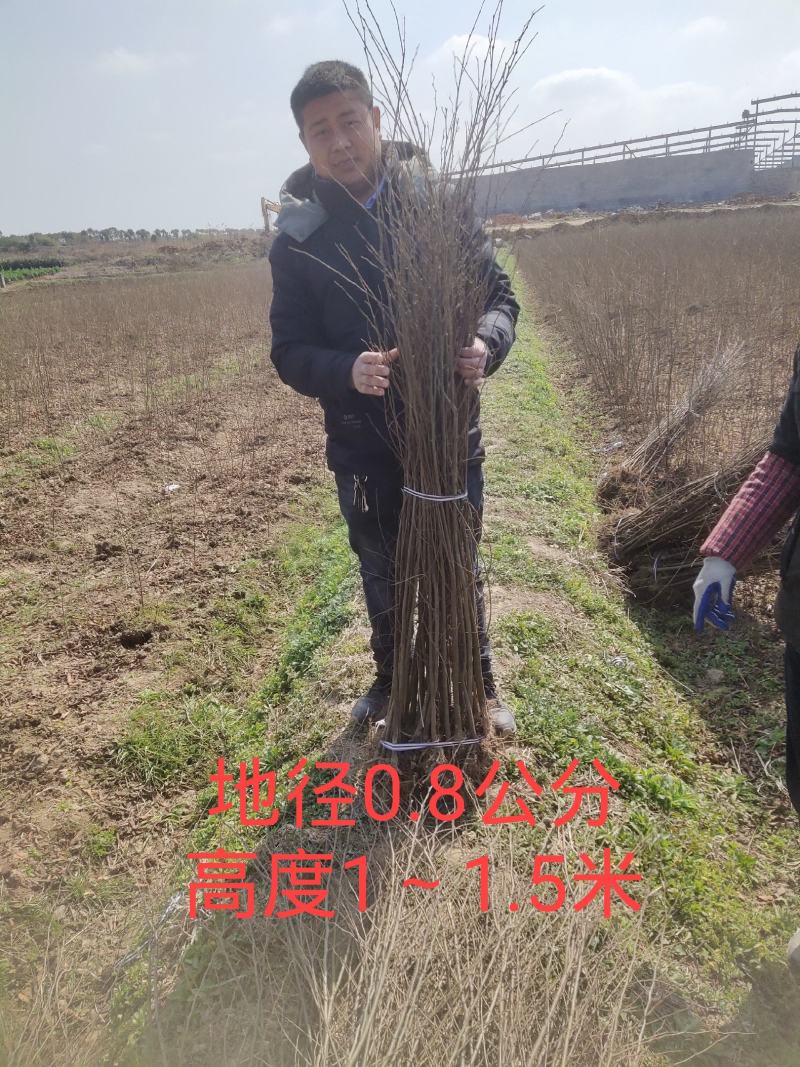 当年生红榉苗，根系发达，杆径粗壮，成活率高，货源充足！