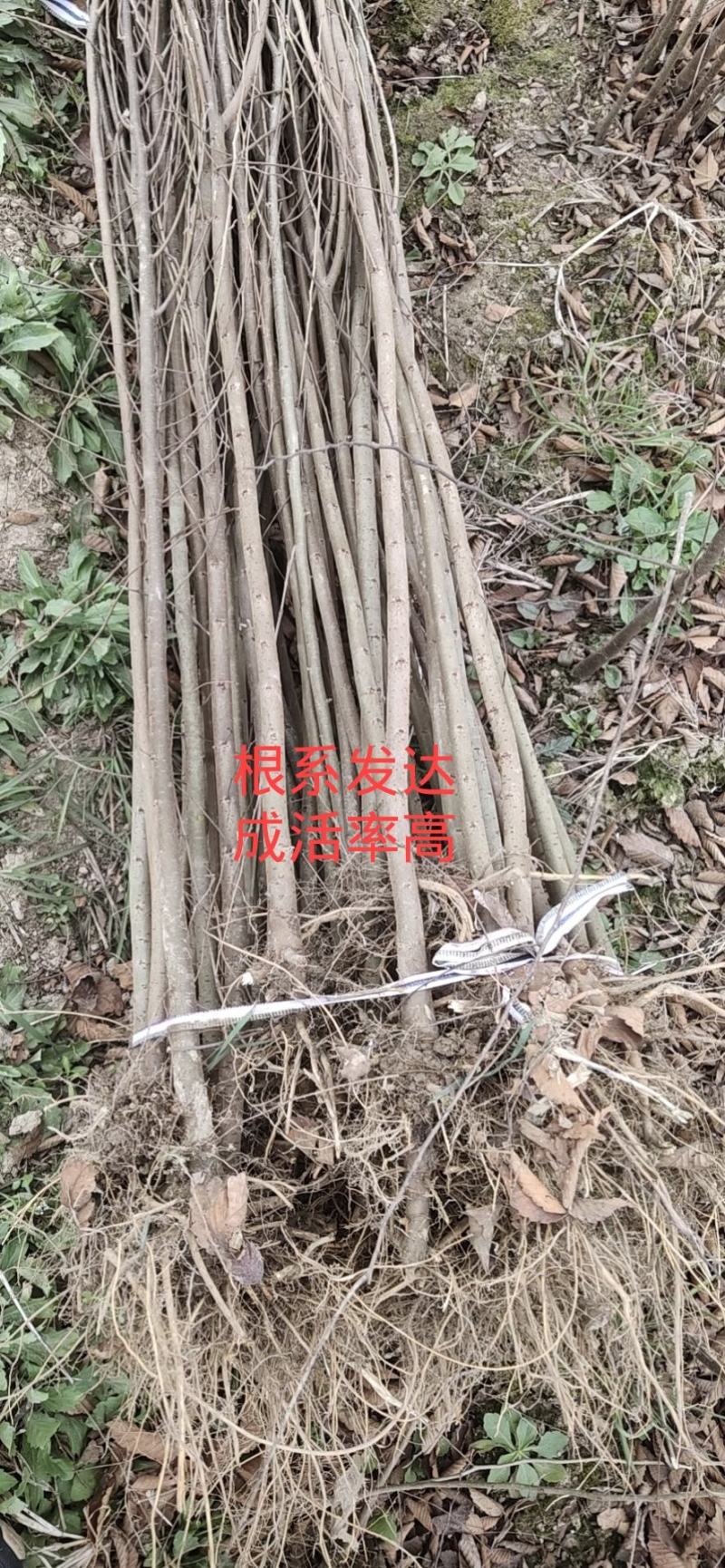 当年生红榉苗，根系发达，杆径粗壮，成活率高，货源充足！