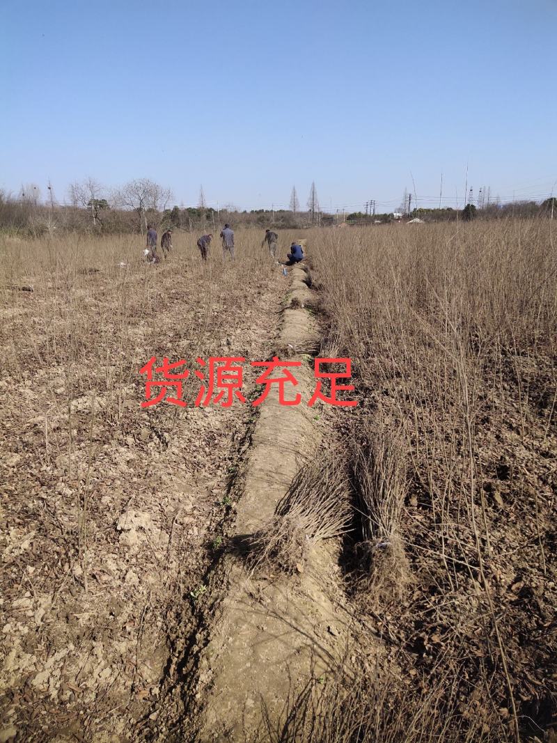 当年生红榉苗，根系发达，杆径粗壮，成活率高，货源充足！