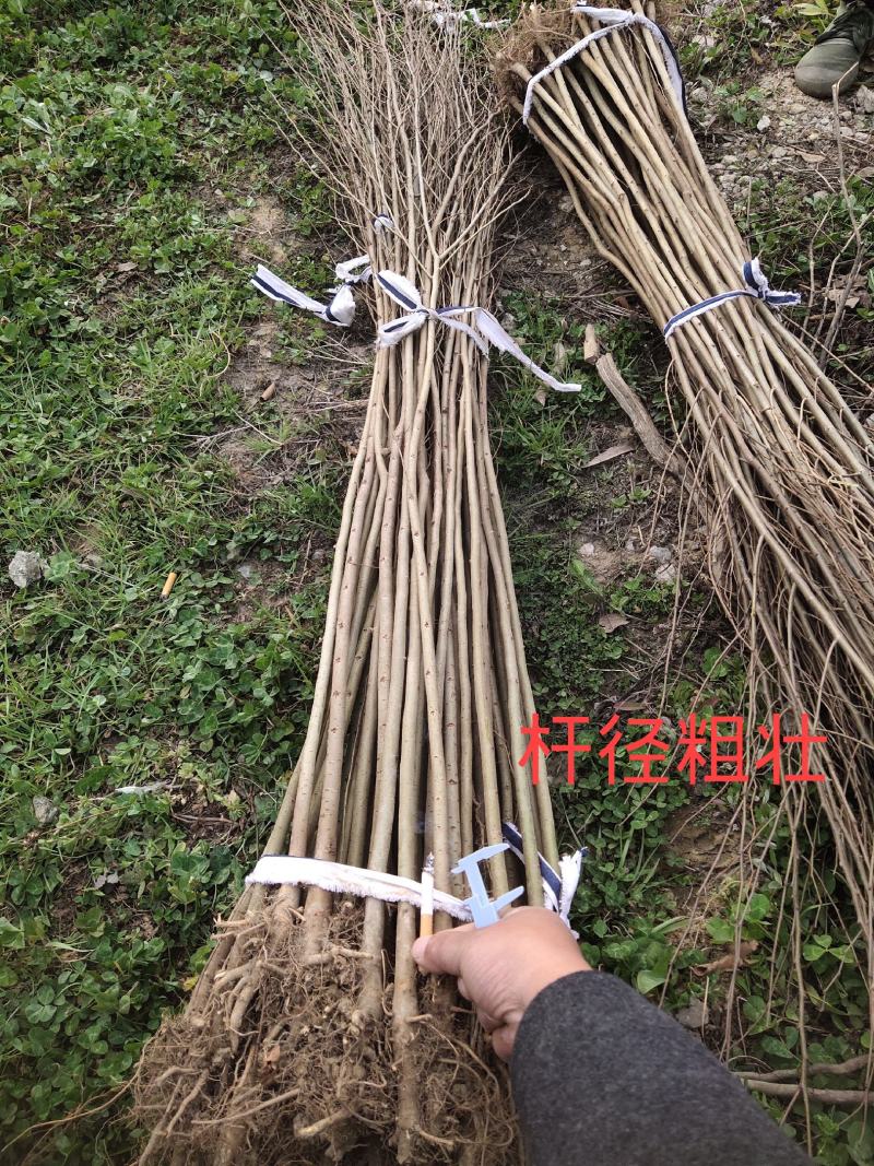 当年生红榉苗，根系发达，杆径粗壮，成活率高，货源充足！