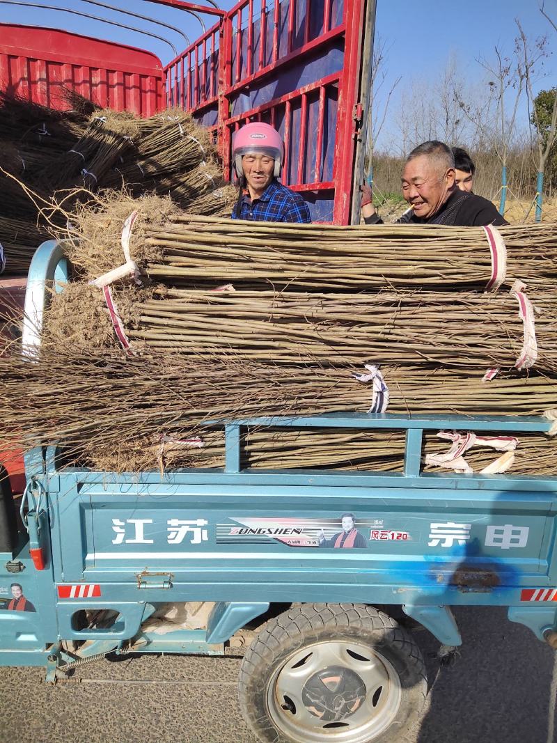 当年生红榉苗，根系发达，杆径粗壮，成活率高，货源充足！