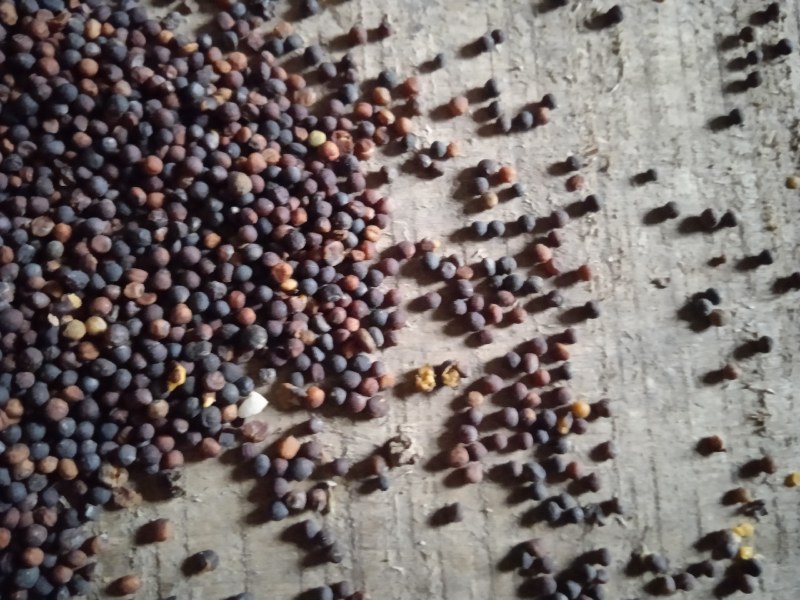 陕西汉中精品油菜籽大量有货，出油35_36水分
