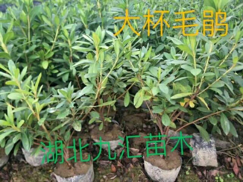 八角金盘毛鹃金森女贞火焰南天竹红花继木法国冬青