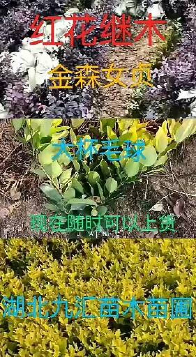 八角金盘毛鹃金森女贞火焰南天竹红花继木法国冬青