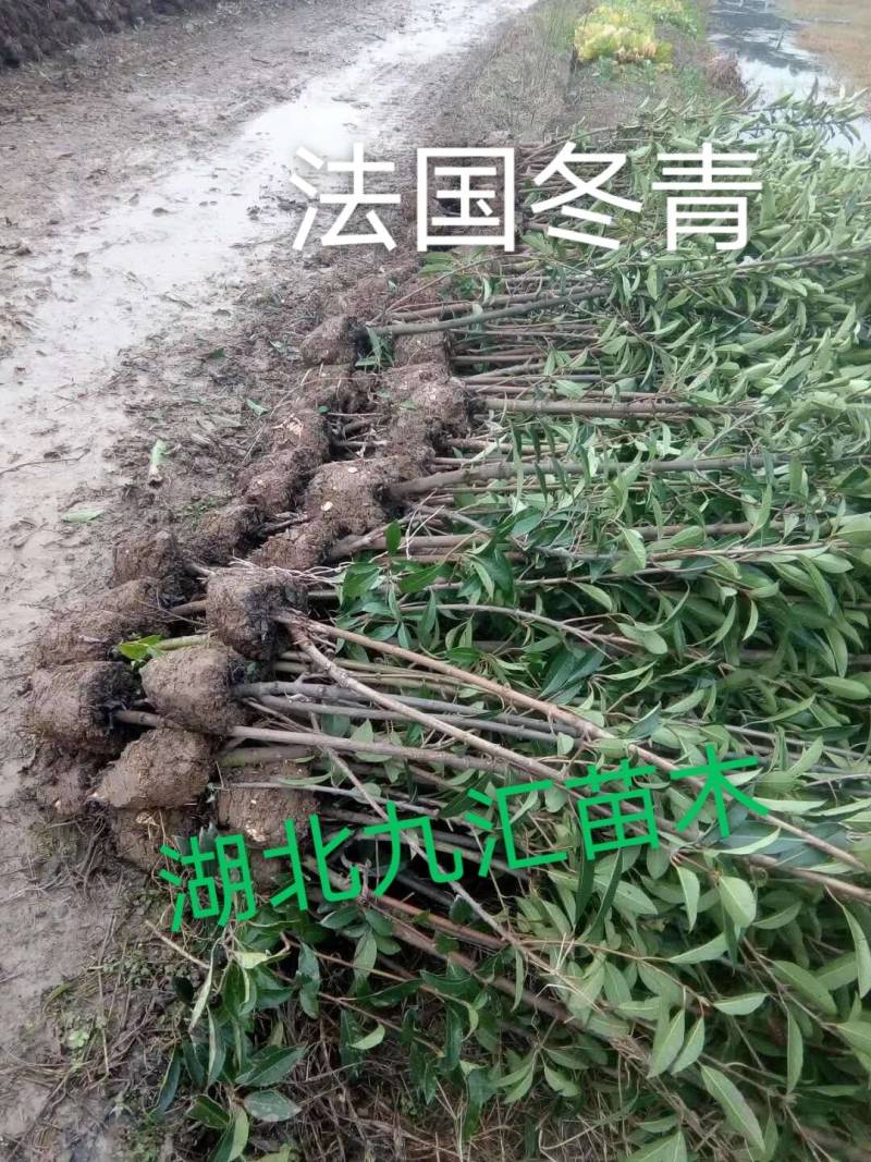 八角金盘毛鹃金森女贞火焰南天竹红花继木法国冬青