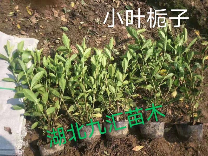 八角金盘毛鹃金森女贞火焰南天竹红花继木法国冬青