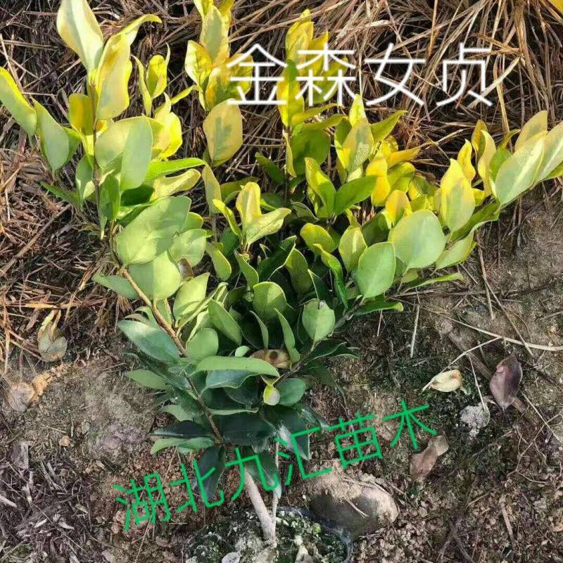 八角金盘毛鹃金森女贞火焰南天竹红花继木法国冬青