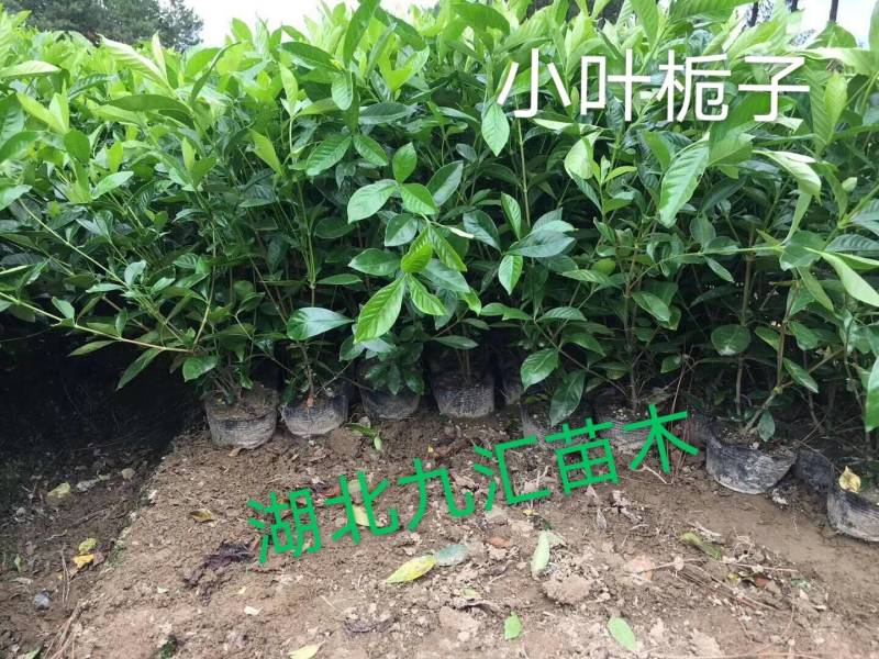 八角金盘毛鹃金森女贞火焰南天竹红花继木法国冬青