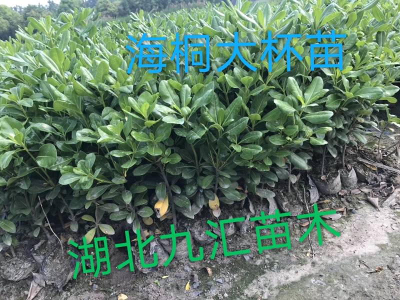 八角金盘毛鹃金森女贞火焰南天竹红花继木法国冬青