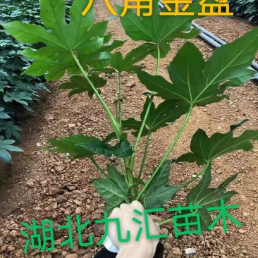 八角金盘毛鹃金森女贞火焰南天竹红花继木法国冬青